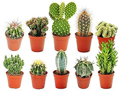 10 X Different Mixed Cactus Collection House + Gardeners Dream Plant Care Guide